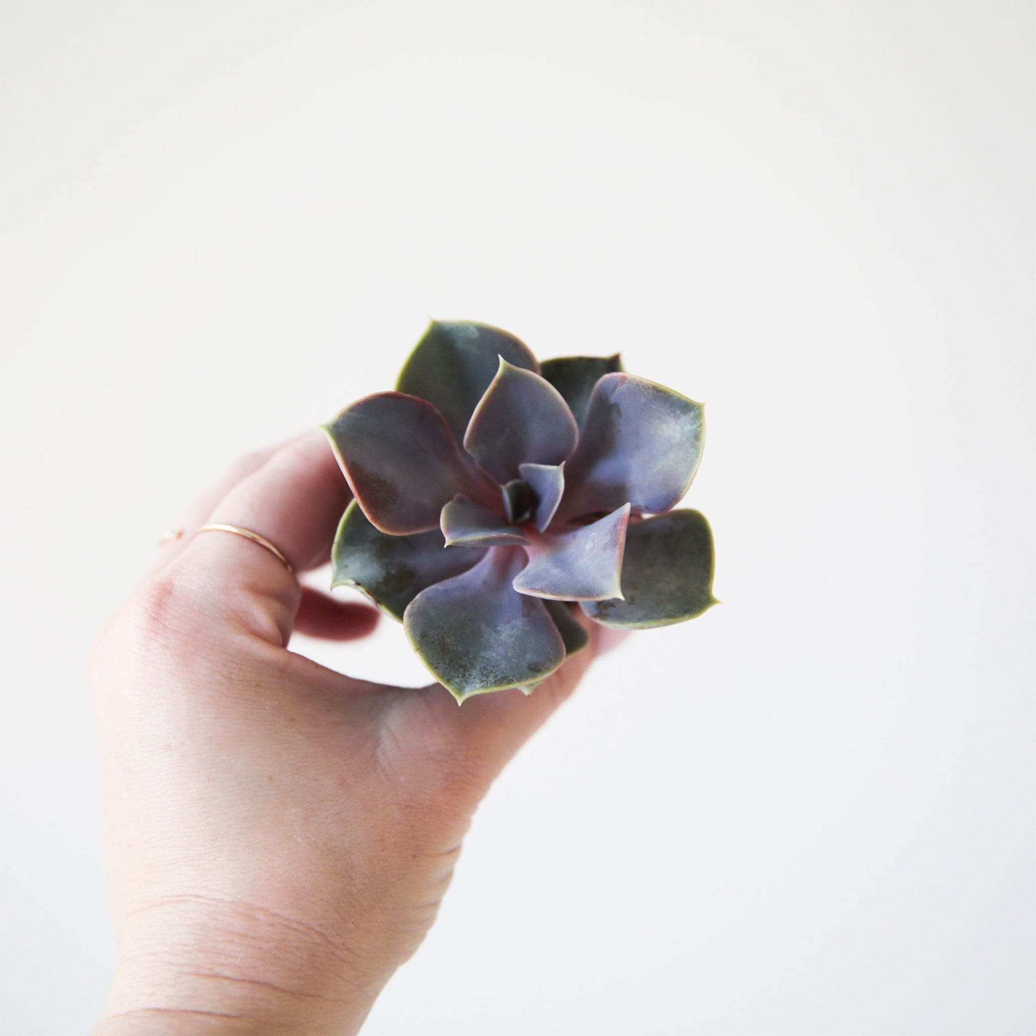 On a white background is a Echeveria Perle Von Nurnberg succulent with multi colored leaves. Each succulent varies in shape and color.