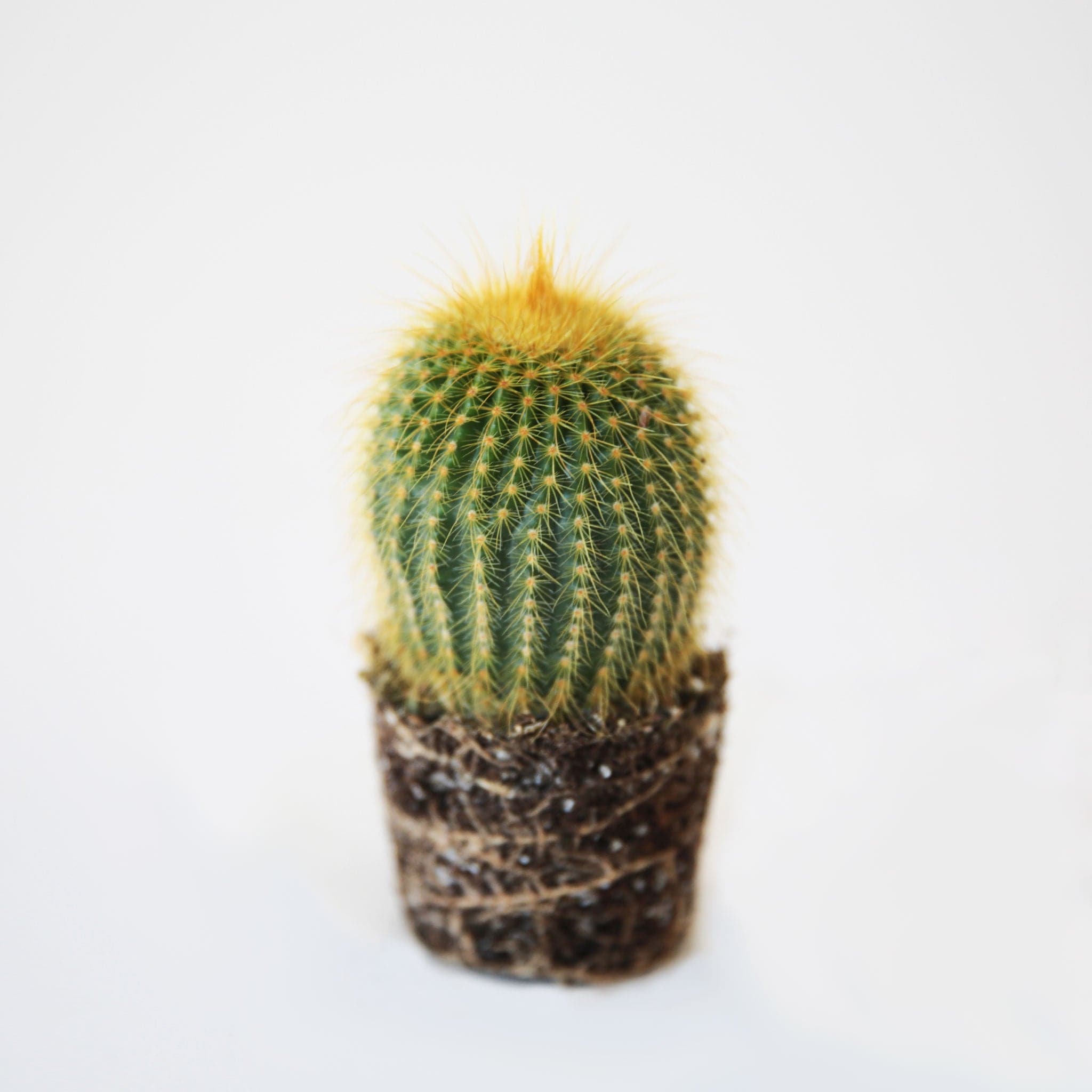 On a cream background is a yellow and green Golden Ball cactus with a rounded shape