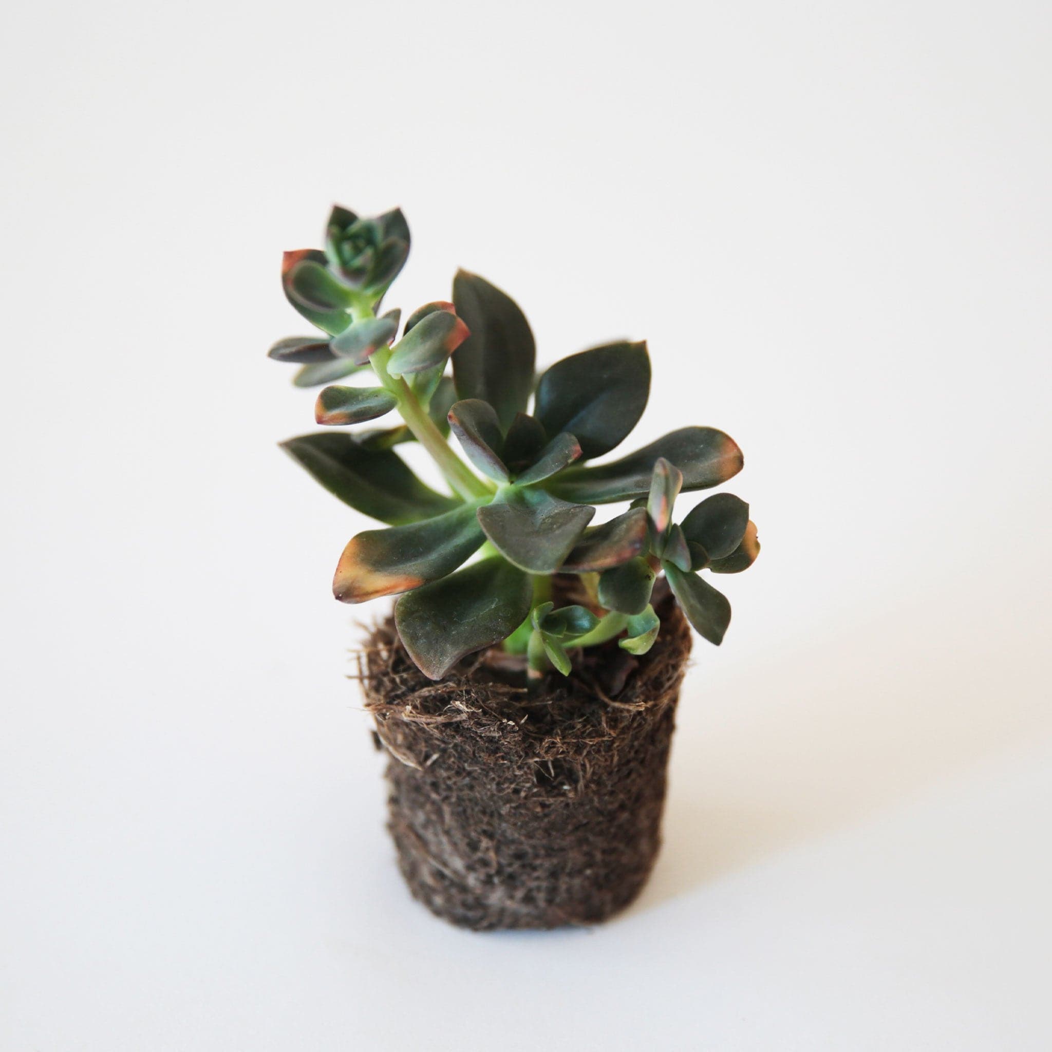 chroma succulent Echeveria
