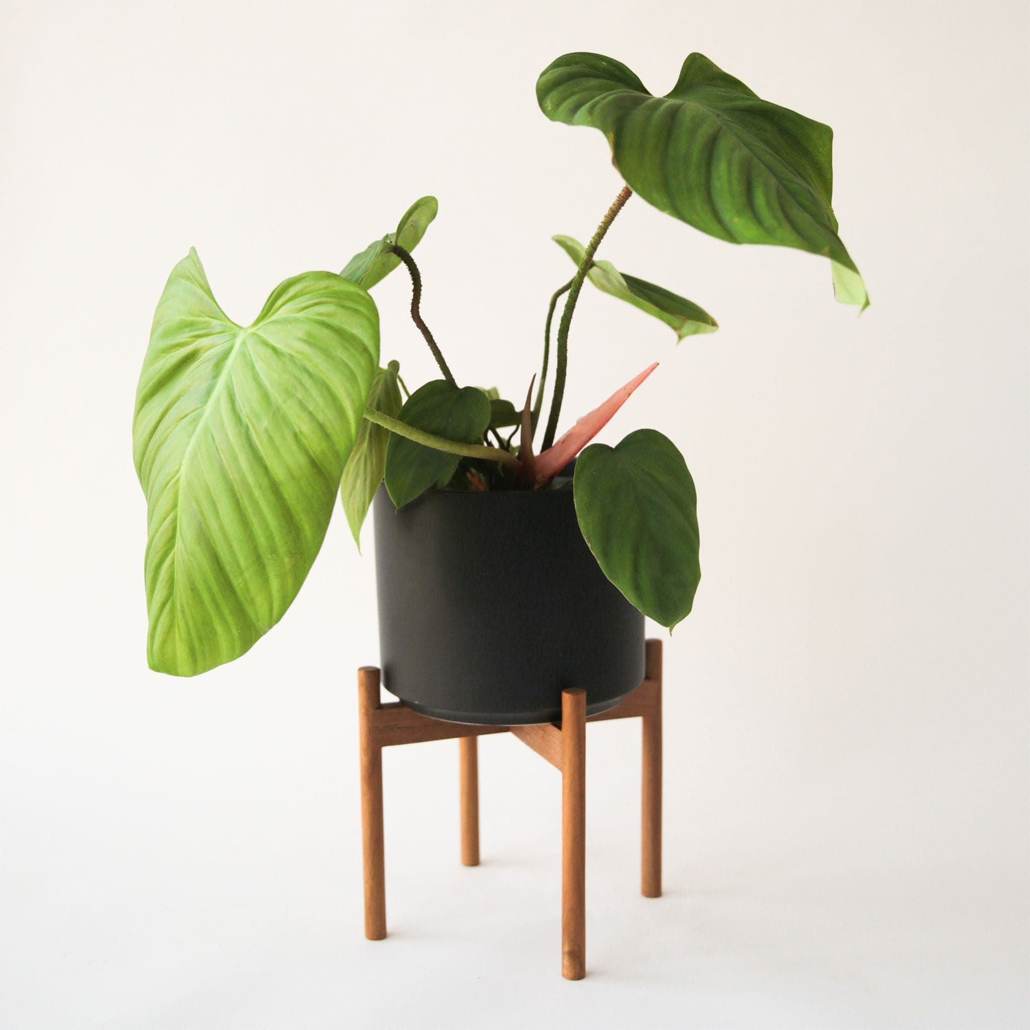 A black ceramic pot on a wooden stand with four legs and filled with a green leafy plant that is sold separately. 