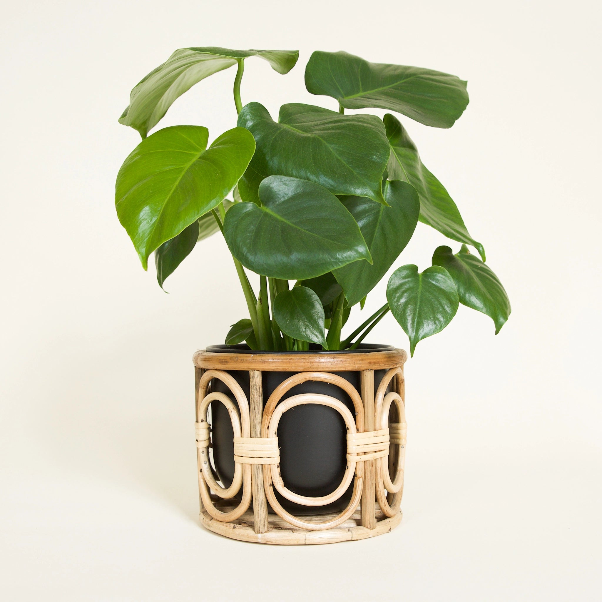  table top rattan plant stand with black metal insert pot. Stand features bent wood layered open ovals that wrap around the pot and are separated by vertical lines of wood. Green philodendron plant with pointed leaves is featured in the pot.