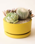 On a white background is a low profile yellow-ish green ceramic planter with a removable tray and filled with a succulent and cacti arrangement that is not included with purchase.