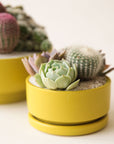 On a white background is a low profile yellow-ish green ceramic planter with a removable tray and filled with a succulent and cacti arrangement that is not included with purchase.