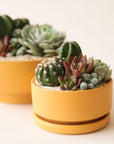 A yellow low bowl planting pot, complete with a removeable water tray and filled here with a cacti and succulent arrangement.