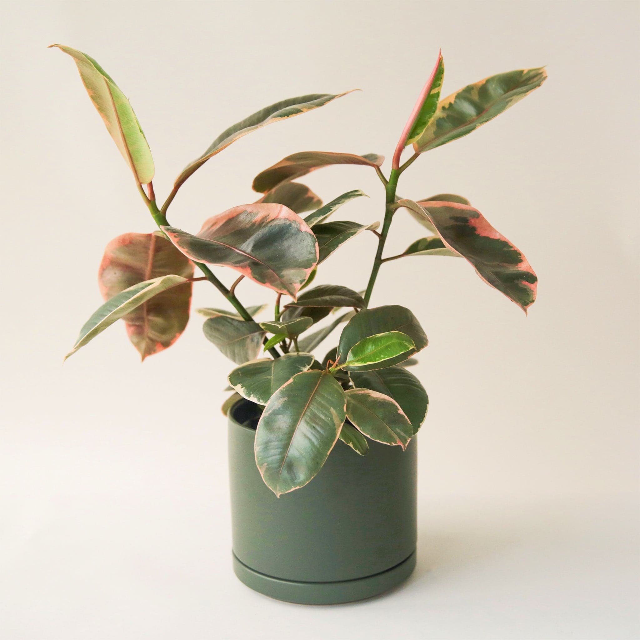 A green ceramic planter with a removable saucer filled with a house plant that is not included with purchase. 