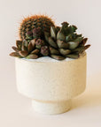 An Ivory speckled planters with an elevated base and warm succulent display.