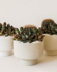 An arrangement of speckled planters with an elevated base and warm succulent display.