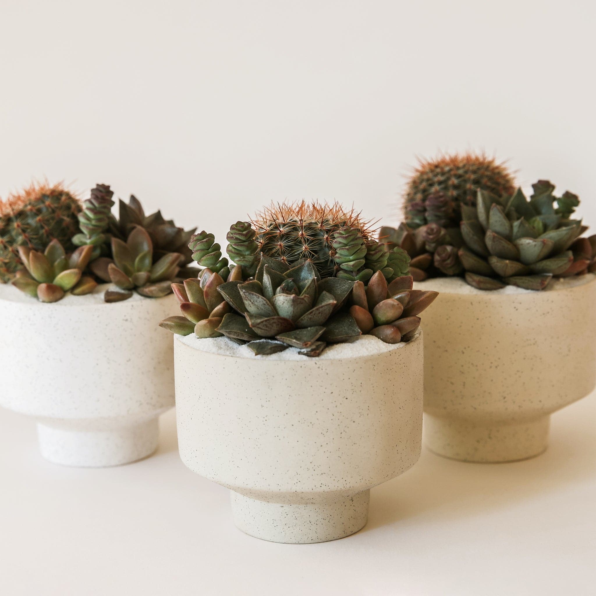 In front of a tan background is a three round, ceramic white pots with a tapered bottom. The pots have black speckles. Inside the pots is a mix of warm toned succulents and cacti. Surrounding the succulents and cacti is white sand. 