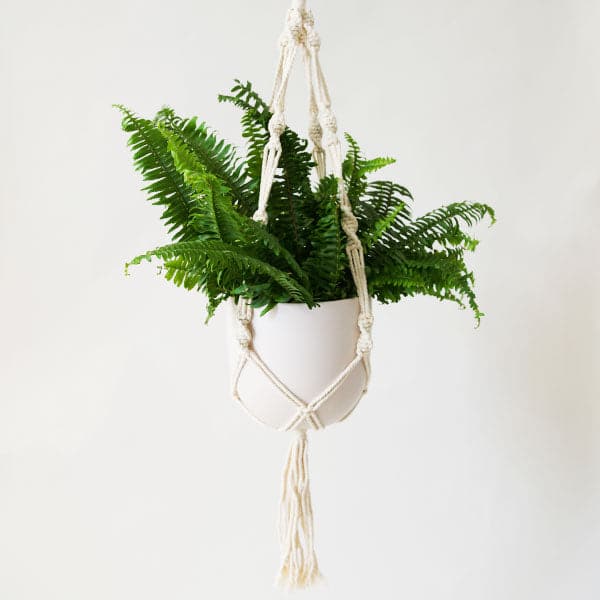 In front of a white background is an ivory macrame plant hanger. Inside the plant hanger is a white pot with a rounded bottom. Inside the pot is a dark green fern.