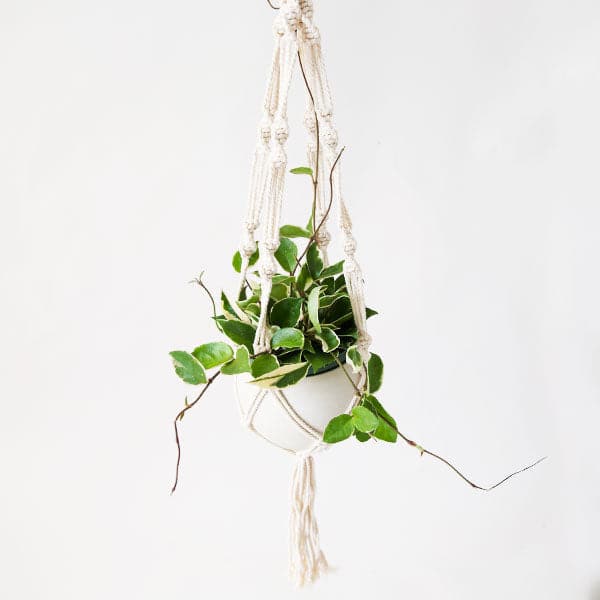 In front of a white background is an ivory macrame plant hanger. Inside the plant hanger is a white pot with a rounded bottom. Inside the pot is a plant with light green leaves. 