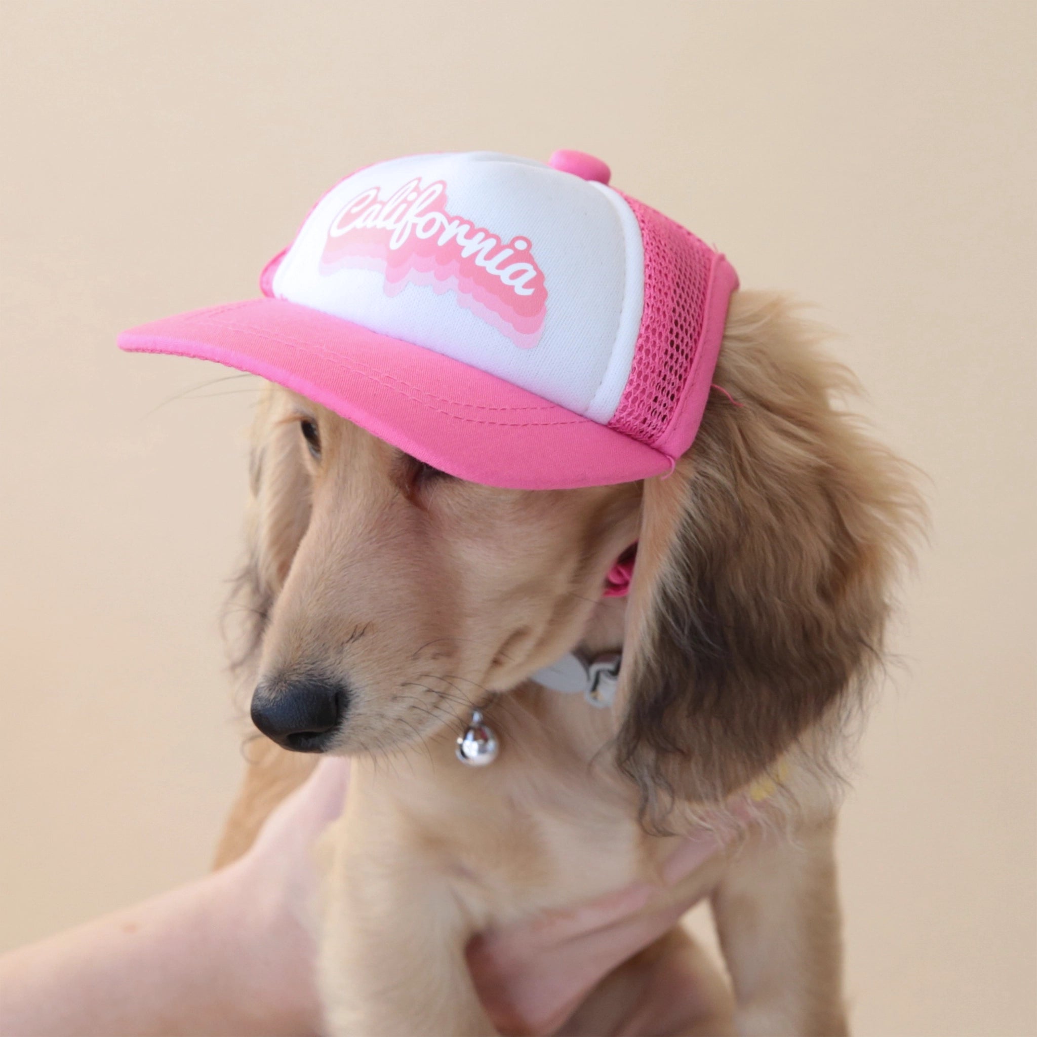 A wiener dog modeling a pink and white baseball hat with a white hat, and a pink bill and mesh backing along with pink outlined text that reads, &quot;California&quot; on the front.
