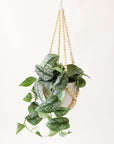 Wooden bead plant hanger holding white pot with vines leafy plant.