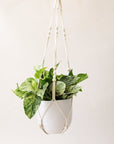 Hanging in front of a white background is a macrame plant hanger. Inside the plant hanger is a white pot with a rounded bottom. Inside the pot is a yellow and green variegated pothos.