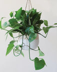 The larger neutral ceramic hanging planter with rounded sides and a flat bottom along with a half cream half tan design and three jute strings as the hangers and photographed with a green viney house plant.