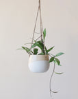 The smaller neutral ceramic hanging planter with rounded sides and a flat bottom along with a half cream half tan design and three jute strings as the hangers and photographed with a green viney house plant.