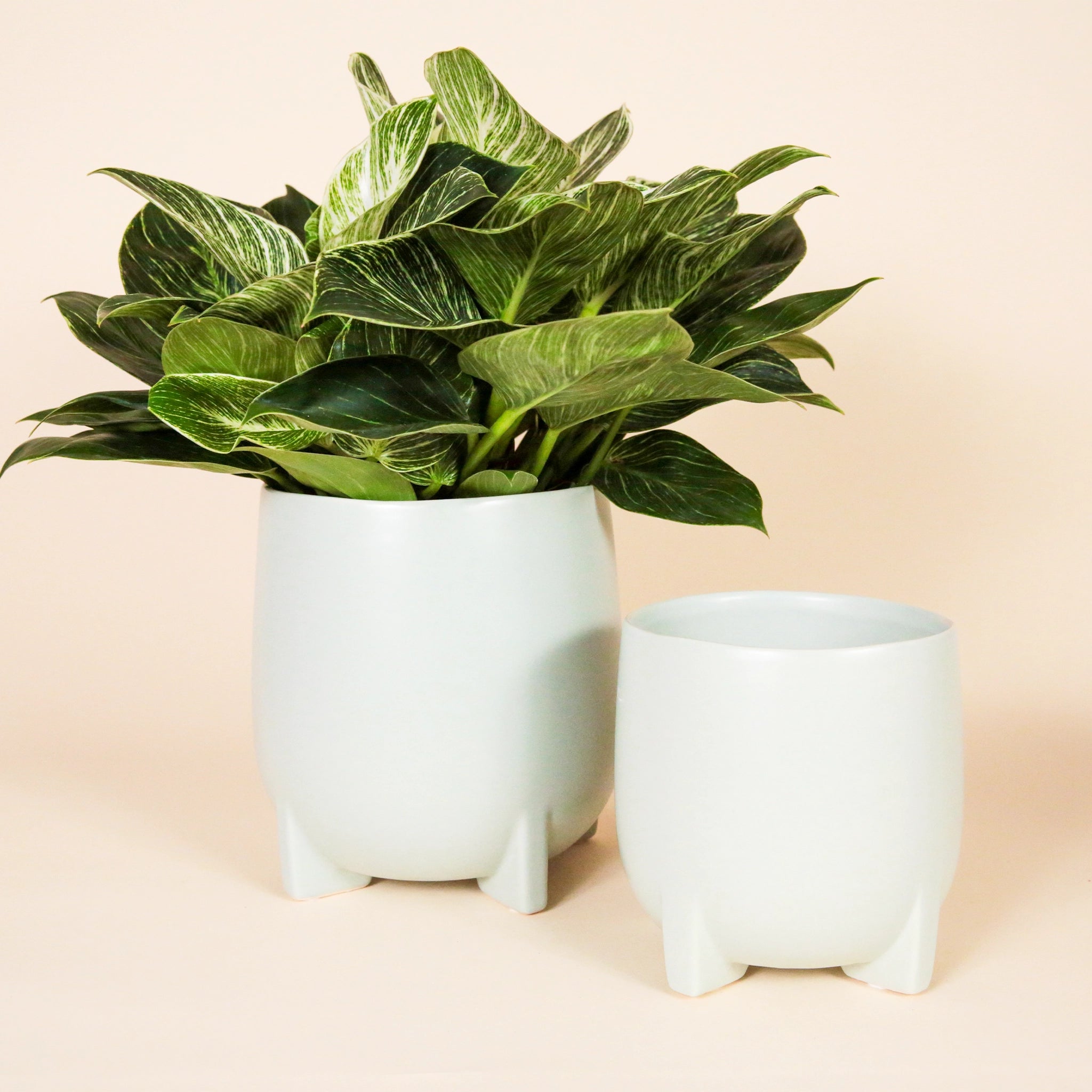 Two different sized sage ceramic planters with four feet and an organic edge. Only one planter included per purchase.