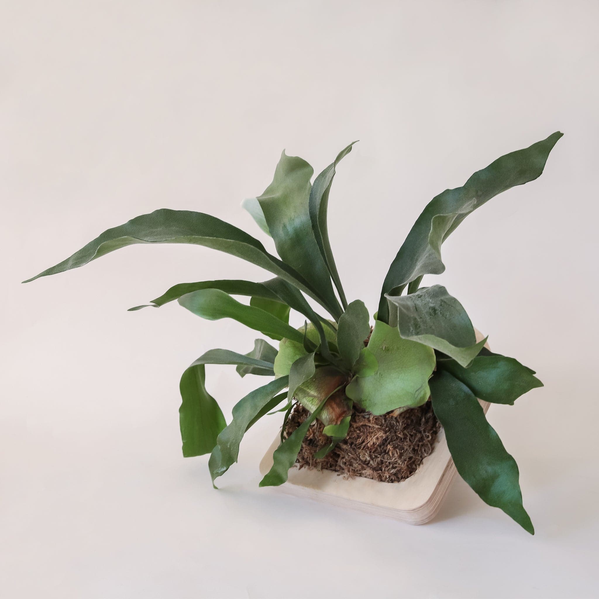 Against a white background is the top view of a mounted staghorn fern. The fern is mounted to a peach colored, arch frame. The inside of the frame is brown with long, dark green leaves. The middle leaves are sticking straight up and the side leaves drape down. 