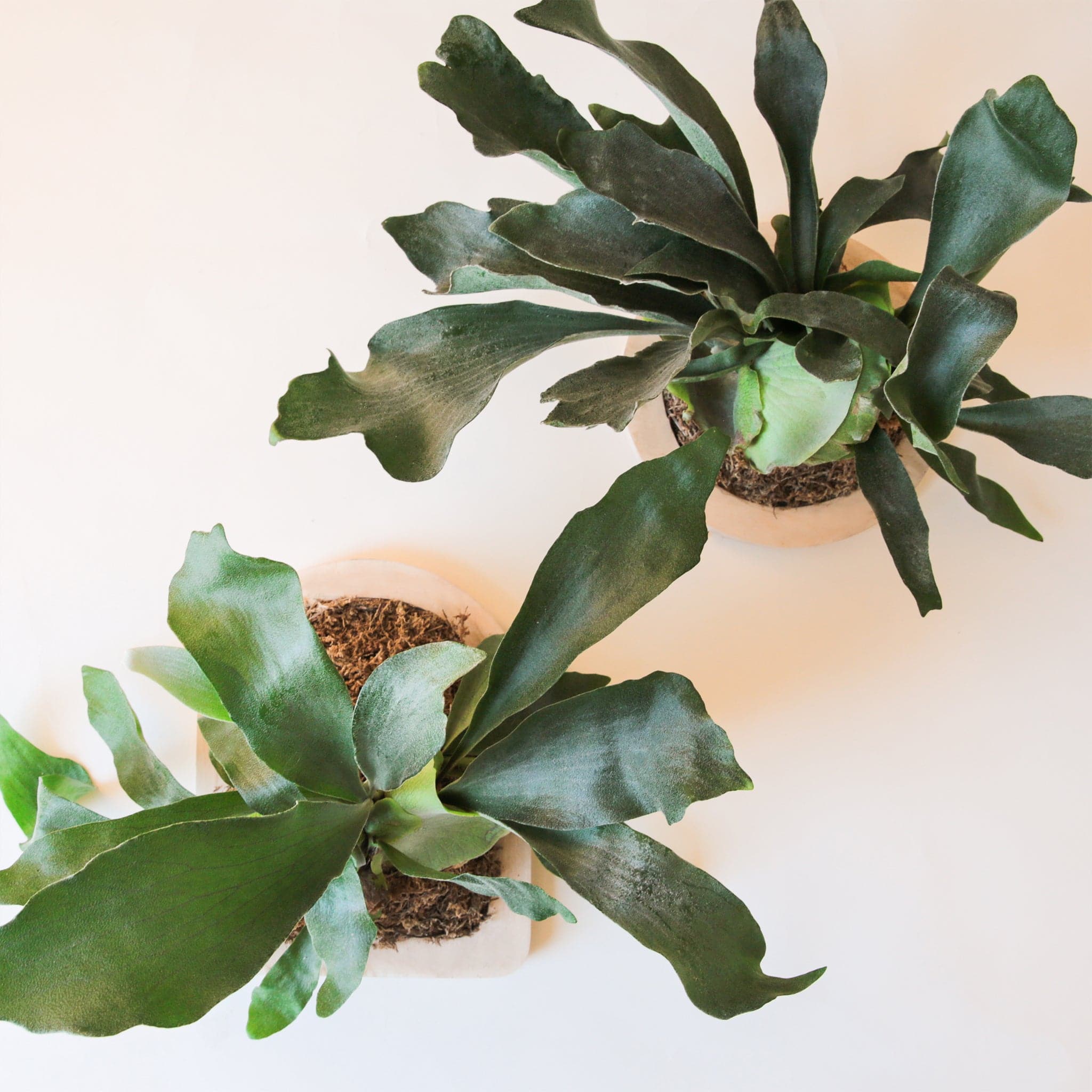 Hanging on a white wall is two wall mounted staghorn ferns. The staghorn on the top right corner is mounted on a round, peach frame. The inside of the frame is brown with long, dark green leaves sticking straight out. The staghorn on the bottom left is mounted on an arch, peach frame. 