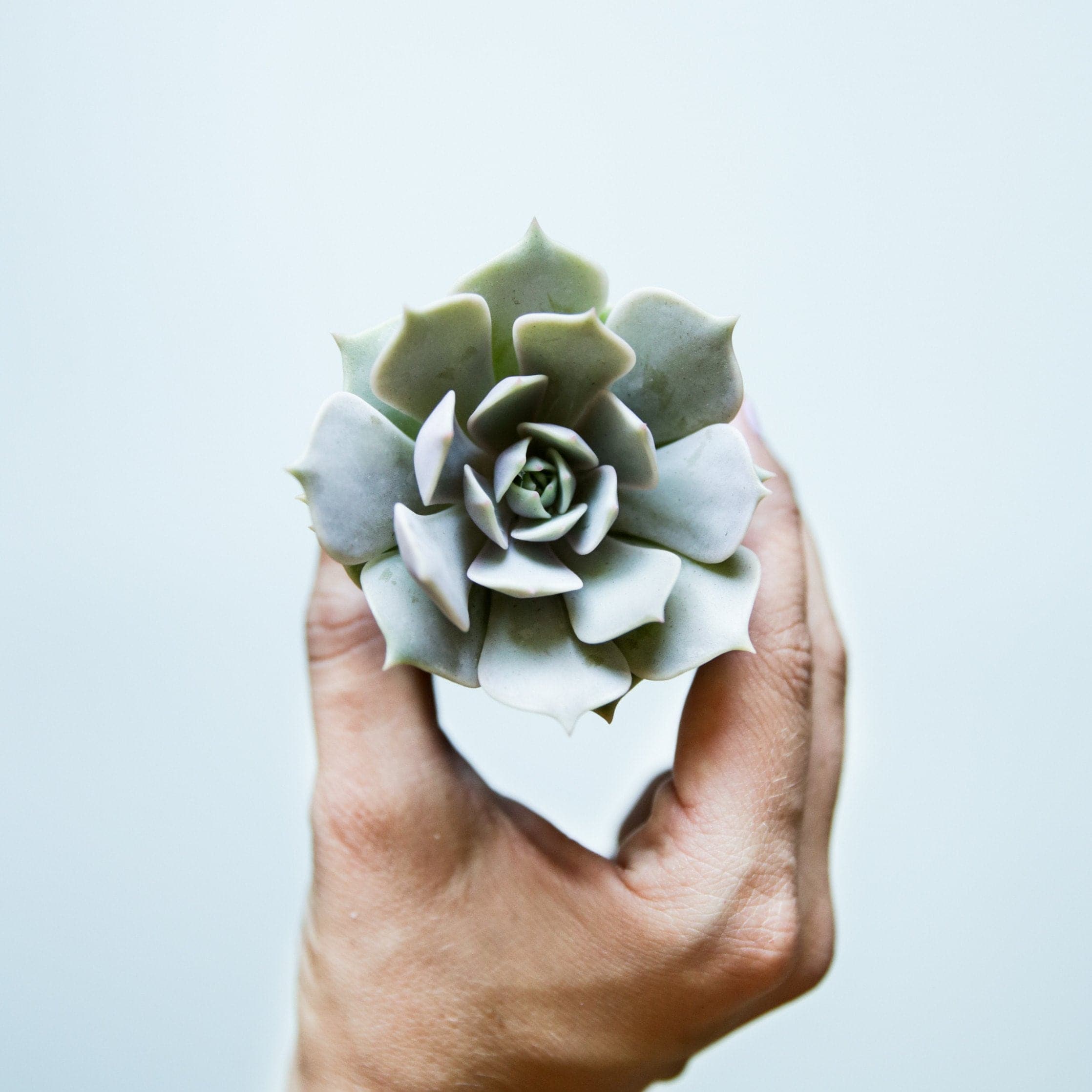 On a grey background is a model holding an Echeveria Lola Succulent. 