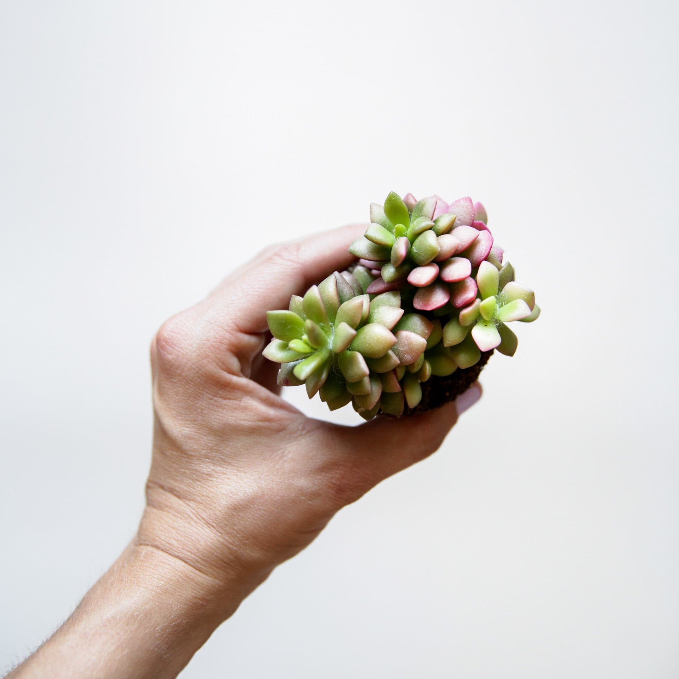 Hand holding small cluster of succulents with green and red-tinted leaves.