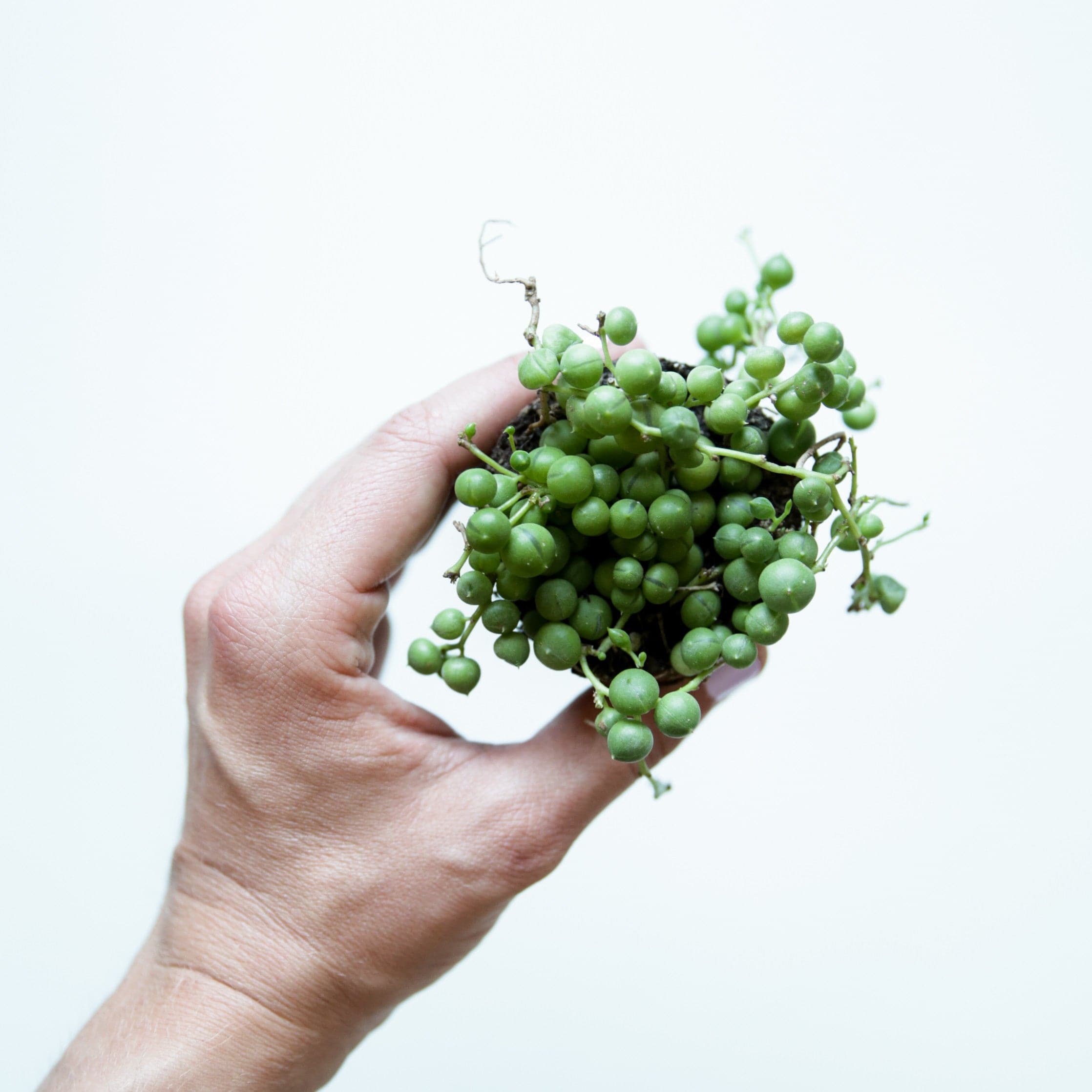 succulent with little green balls Senecio