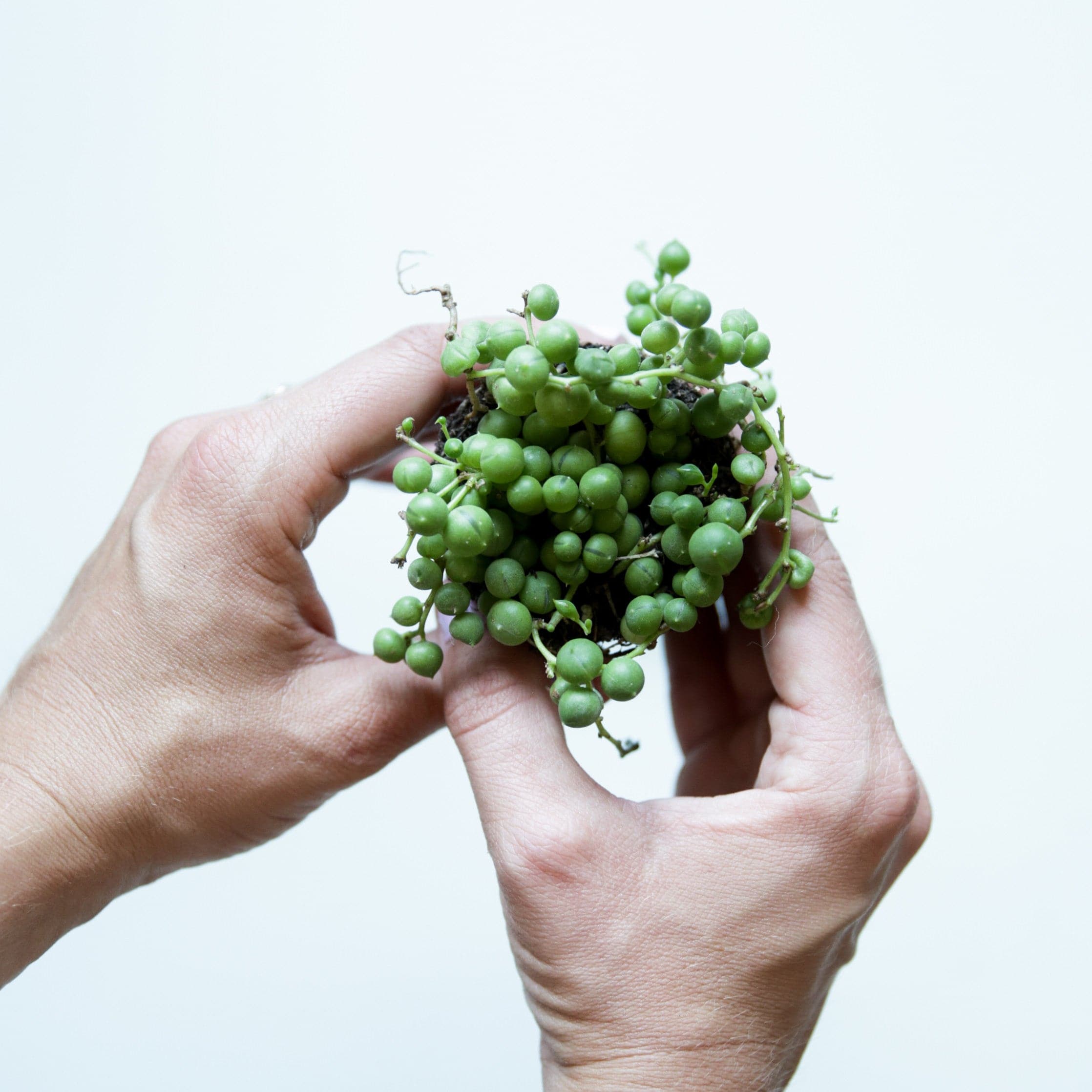 In front of a white background are two hands holding a small succulent. The top of the plant is facing forward. There are long, skinny vines with green balls attached to all of the vines. 