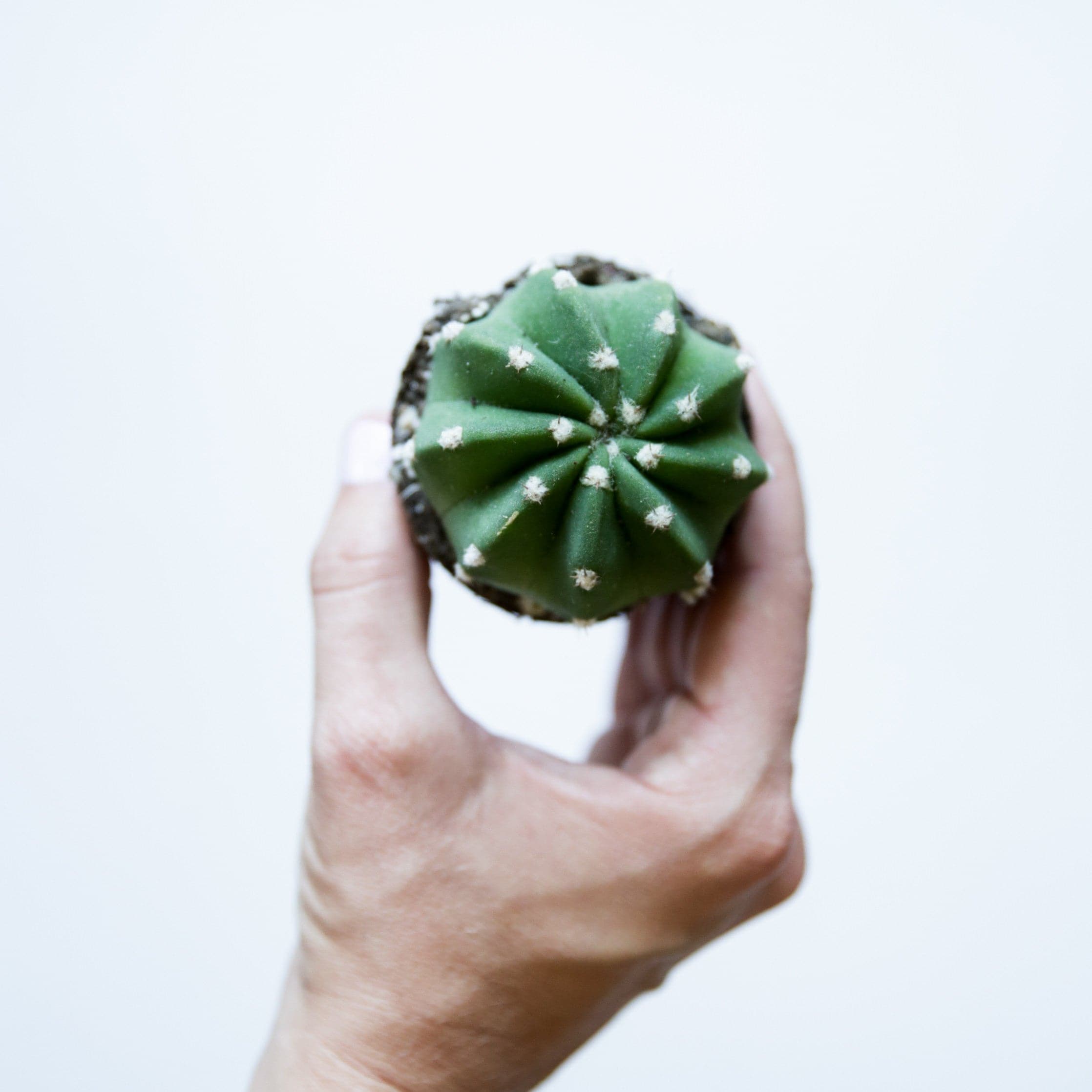 On a white background is model&#39;s hand holding a Domino Cactus. 