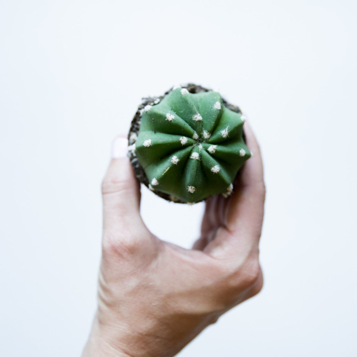 Echinopsis