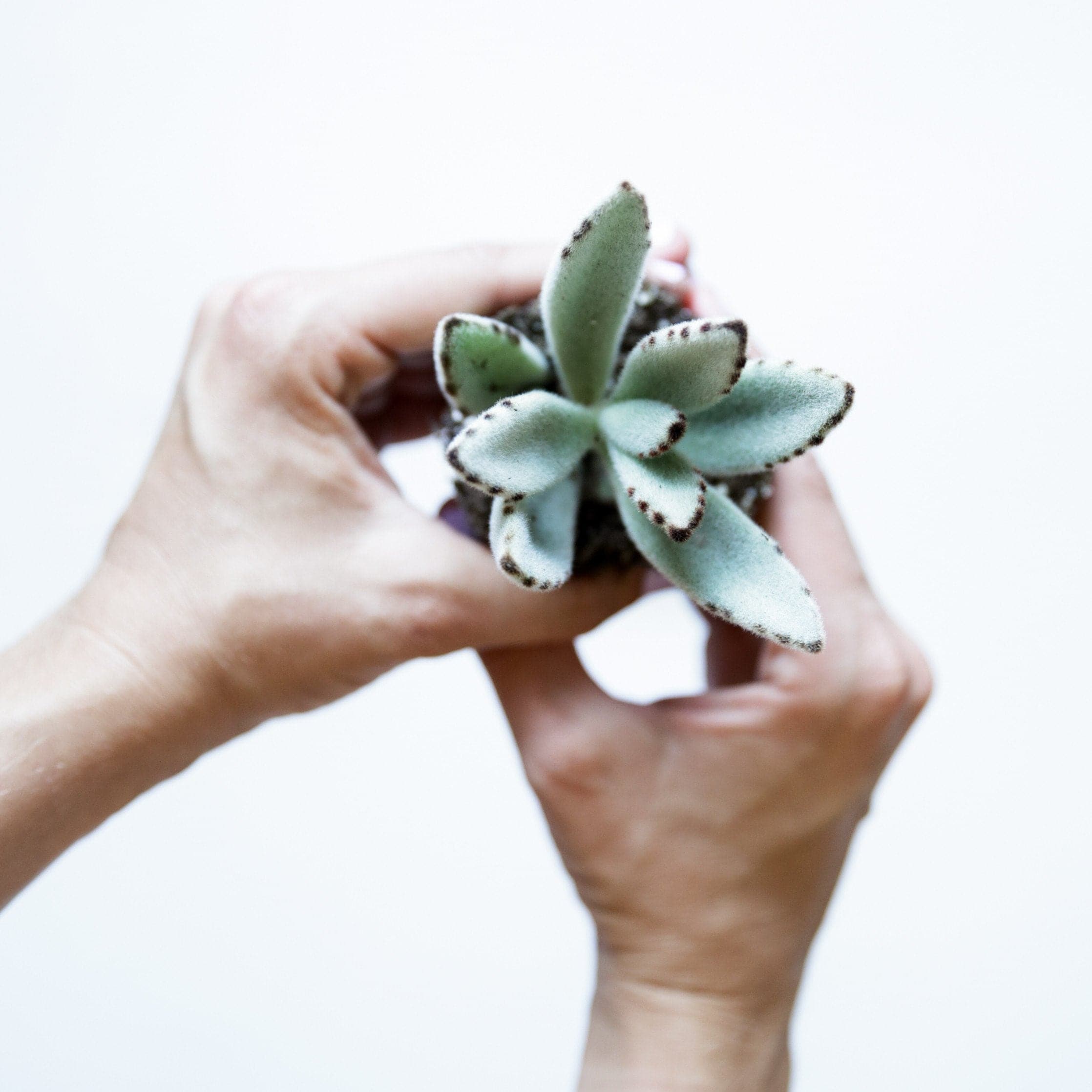 In front of a white background is a pair of hands holding a succulent. The leaves are sage green with brown specks around the border. 