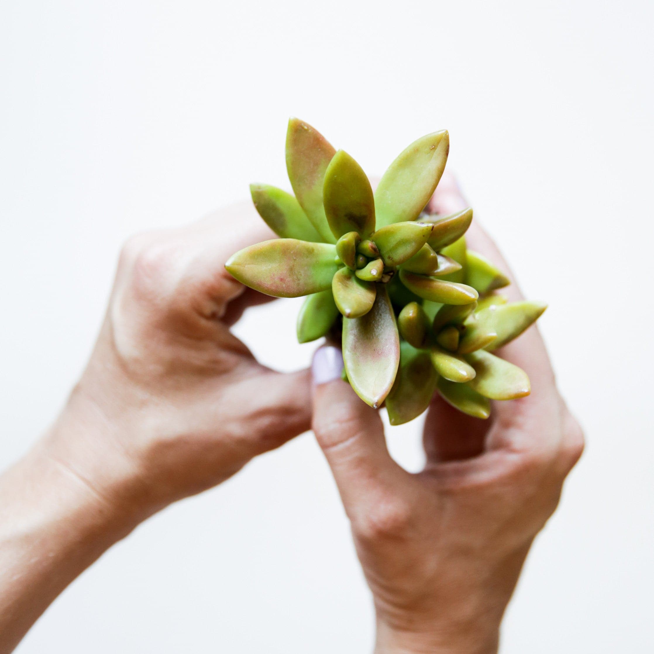 On a white background is a models hand holding up a Golden Sedum succulent. 