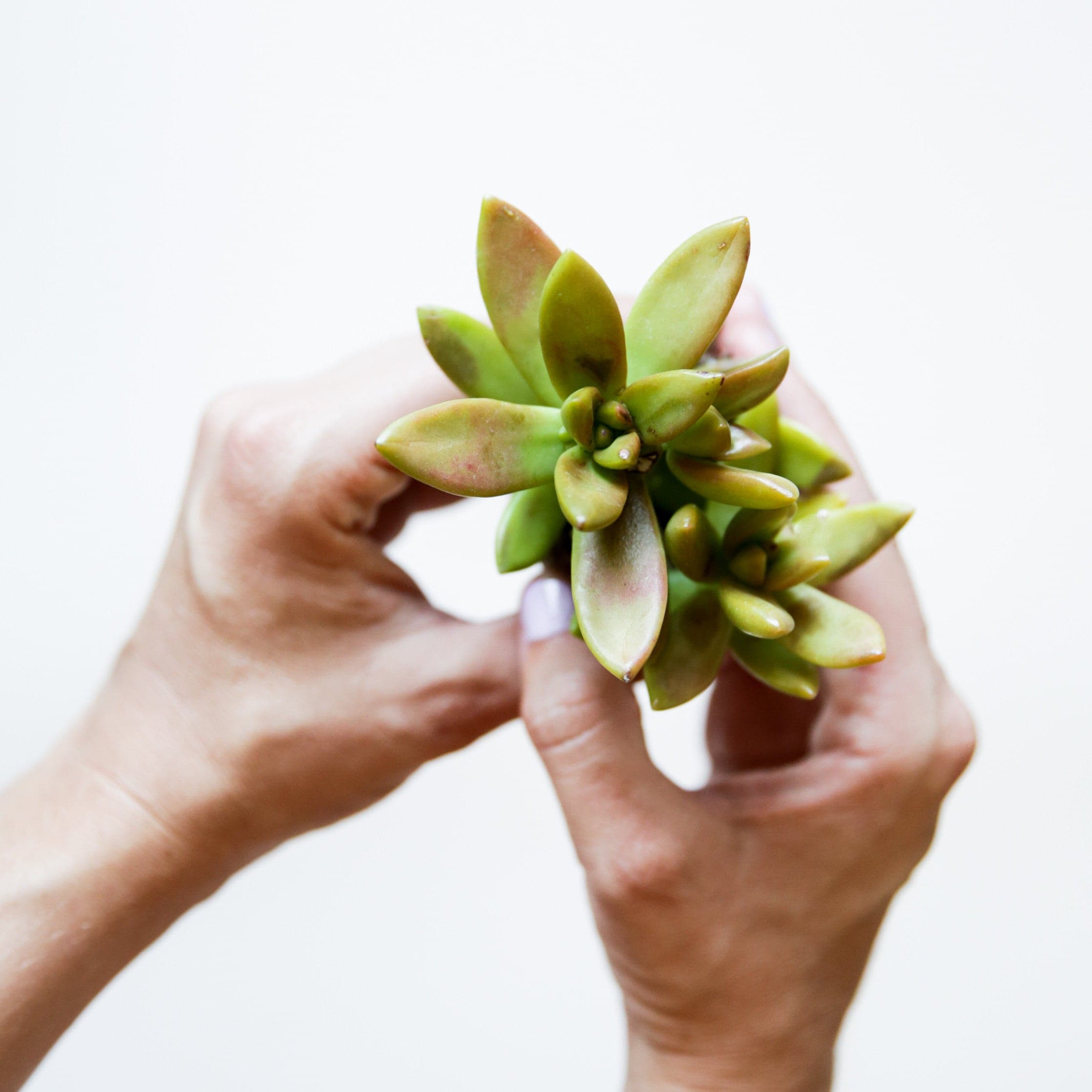 golden succulent plant Sedum