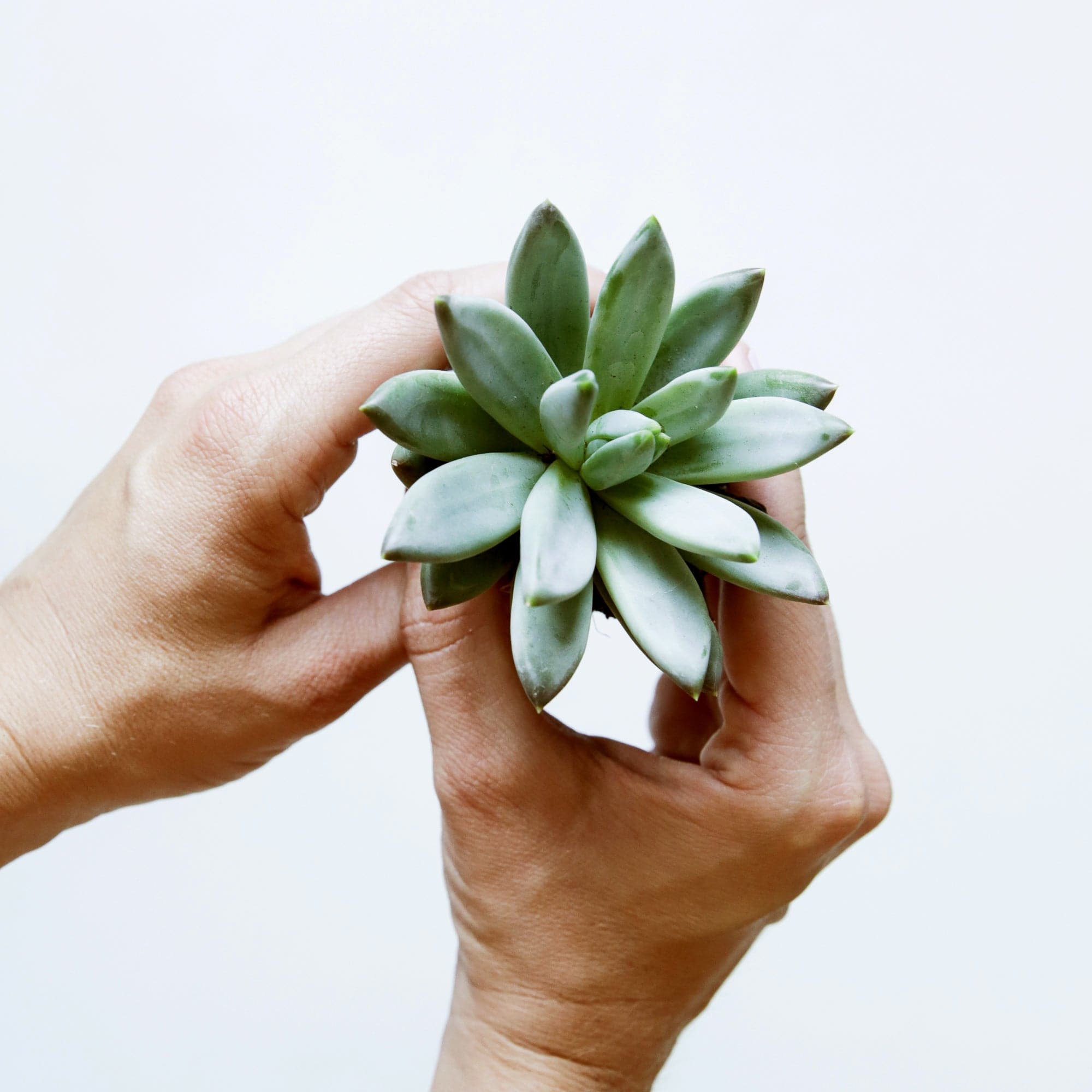 little succulent plants Pachyveria