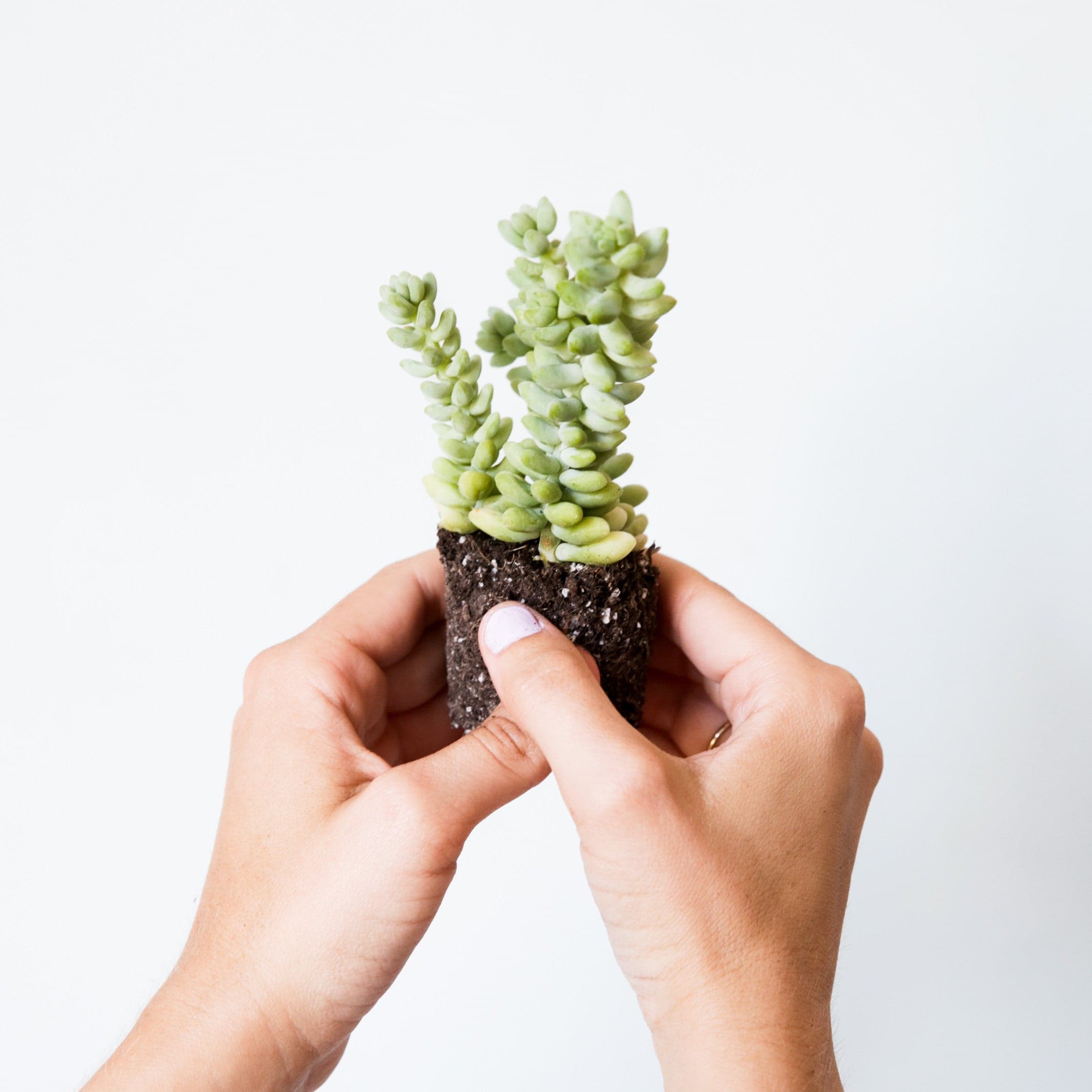 donkey's tail succulent Sedum