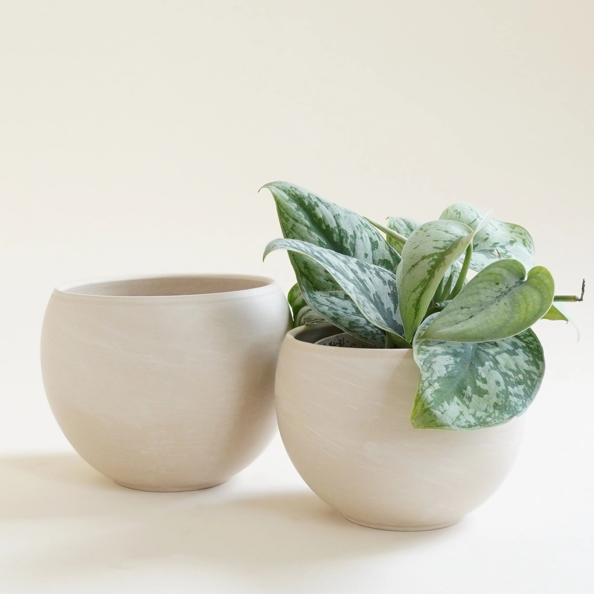 Two round tall bowl shaped beige colored pots, one is slightly larger than the other, and one is holding a small leafy house plant with dark and light green speckled leaves.