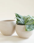Two round tall bowl shaped beige colored pots, one is slightly larger than the other, and one is holding a small leafy house plant with dark and light green speckled leaves.