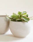 Two round tall bowl shaped beige colored pots, one is slightly larger than the other, and one is holding a small leafy house plant with light and dark green leaves.