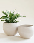 Two round tall bowl shaped beige colored pots, one is slightly larger than the other, and one is holding a leafy house plant with dark and light green striped long leaves.