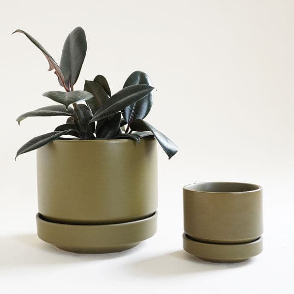 In front of a white background is a round olive green pot with a matching tray that tapers at the bottom. Inside the pot is a tall plant with deep green leaves. To the right of the pot is another pot exactly like it just a lot smaller.