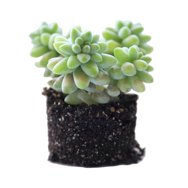 On a white background is a side view of a Donkey Tail Succulent.