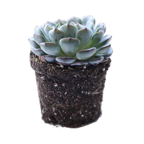 minima succulent Echeveria