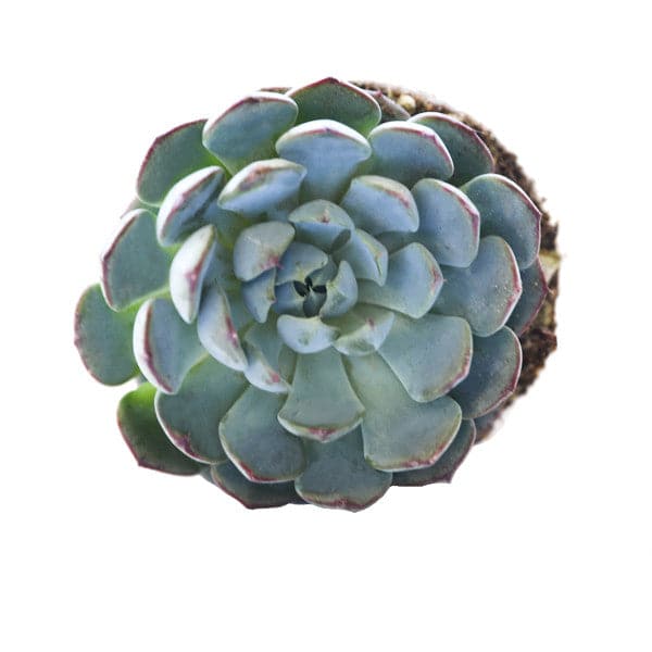 On a white background is an Echeveria Minima Succulent&quot;.