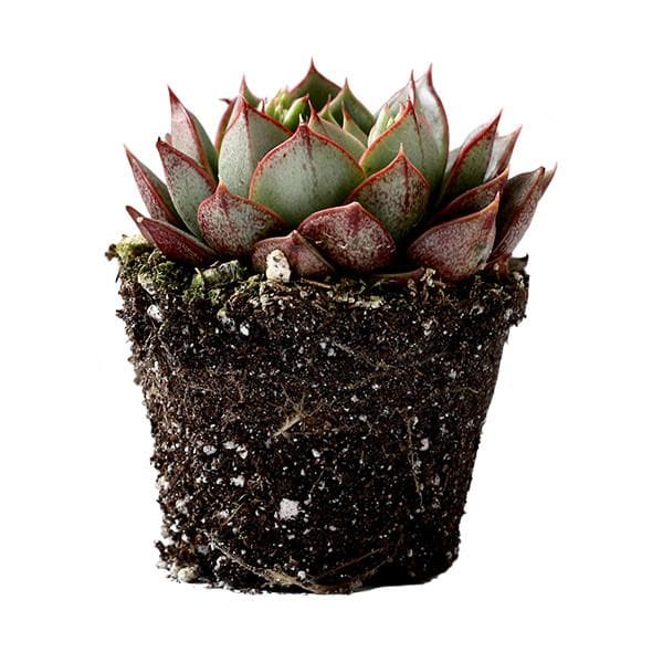A green succulent with multiple layers of small fleshy leaves with pointed tips and reddish accents.