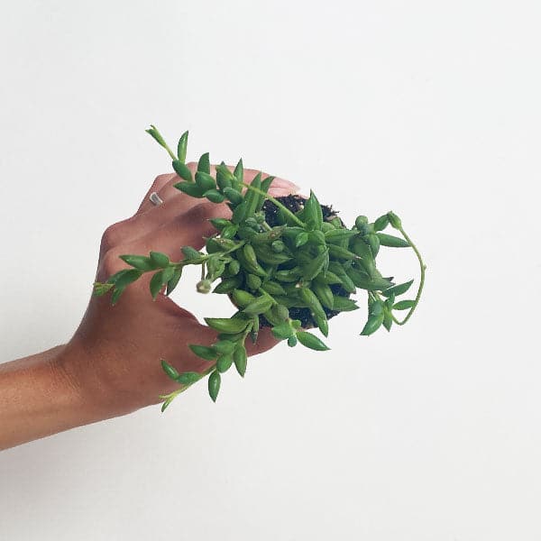 In front of a white background is a hand holding a succulent with the top of it facing forward. There are green vines with green little succulents attached to the vines. The succulents are shaped like a mini banana. 