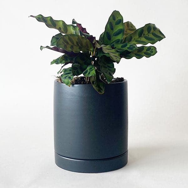 On a white background is a black ceramic planter with a removable tray for watering. The planter is photographed with a green house plant that is not included with purchase.