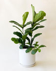 On a white background is Ficus Lyrata Fiddle Leaf Fig inside of a white ceramic pot that is not included with purchase.
