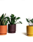 On a white background is three different colored ceramic planters with removable trays for watering. There is a mustard yellow pot, an orange and a dark purple.