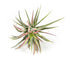 This plant has whimsy, green and pink slender leaves. The leaves are strap-like and grow from the center. 