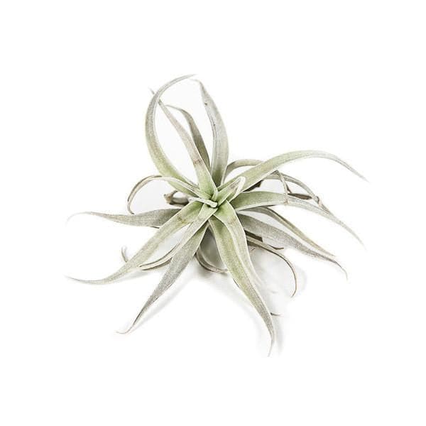 Tillandsia - Harrisii