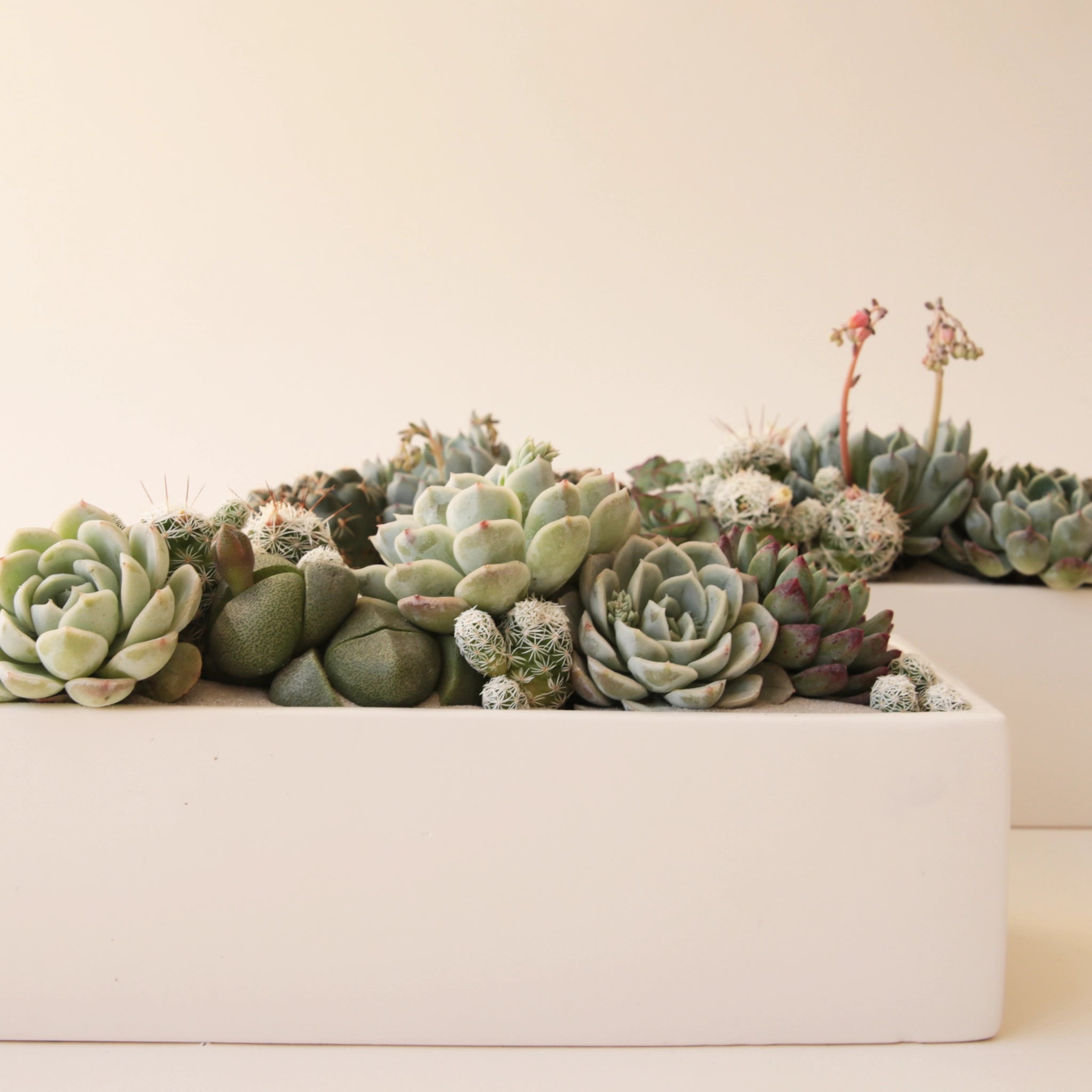 A long white rectangular ceramic planter filled with succulents (not included with purchase).
