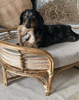 On a tan floor is a rattan dog bed. The dog bed is an oval shape with six rattan legs on the bottom. Inside the bed is a light gray bed cushion. Sitting inside the dog bed is a black and gray dash hound holding a tan stuffed animal in his mouth.